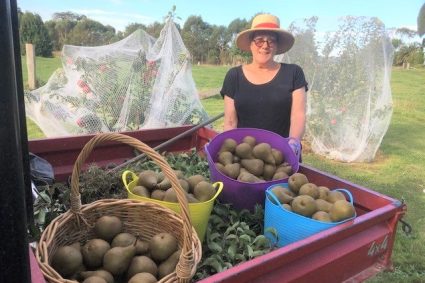 picking-pears-3